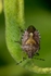 Sloe Bug