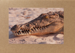 003 Croc
