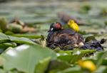 Little Grebe - Tachybaptus ruficollis