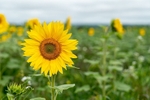 Sunflowers10
