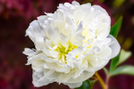 White Peony - DSC_4841