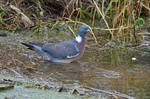 Woodpigeon
