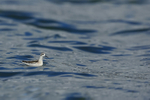 Red-necked Phalarope (juvenile), Farmoor