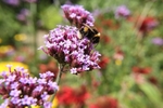 Bee on a Flower 2