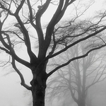 Trees in mist.