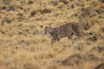 Puma Escacha following mother Petaca, Torres del Paine, Chile