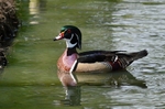 Wood Duck