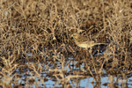 American Pipit portfolio