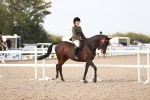 Class 215 Ridden Hack/ Riding Horse portfolio