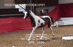 BPP_1656
