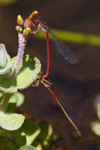 Mating pair of Small Red Damselflies on Brownsea Island