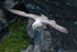 Fulmar (Fulmarus glacialis)