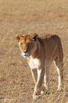 IMG_1756 Maasai Mara