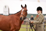 Class 35-38 Riding Horse Breeding portfolio