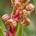 Frog Orchid (Coeloglossum viride