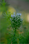 Allium cyaneum