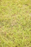 SBM_06013