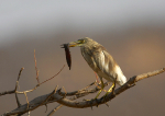 Striated Heron