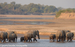 Crossing the Luangwa river