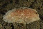 Archidoris pseudoargus