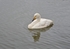 Whooper Swan