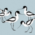 Avocets