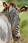 Grevy's Zebra Samburu Kenya