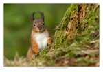 Red Squirrel