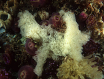 Clathrina coriacea