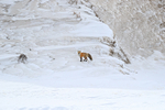 Red Fox pauses and looks, Trout Creek, Hayden Valley, Yellowstone