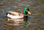Mallard