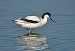 Avocet