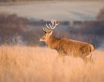 Red Deer Stag
