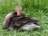 Slimbridge-2