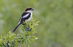 Woodchat Shrike