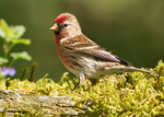 Lesser Redpoll 1