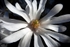 Magnolia stellata