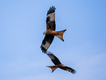 Red Kite