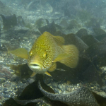 Ballan Wrasse
