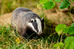 badger Meles meles-8175
