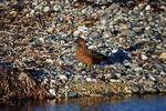Great Skua