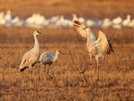 Sandhill Crane jumping at dawn, Bosque del Apache, New Mexico