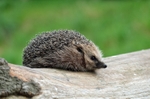 Hedgehog