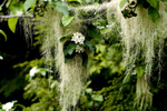 Spanish moss