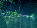 Eurasian Beaver