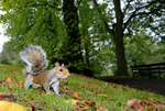 Grey Squirrel (Sciurus carolinensis ) _BR_0212