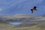 Great Skua flying, landscape background, Jokulsarlon, Iceland