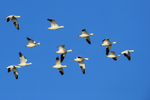 Ross's Geese flying in formation, Bosque del Apache, New Mexico