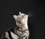 Catershan Silver Harriette (18)