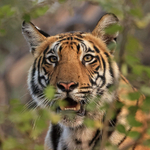 Young Tiger portrait partly obscured, Bandhavgarh Reserve, India